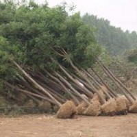 2014國槐國槐小苗介個與管理