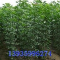 供應(yīng)大紅袍花椒苗 紅葉小檗 金葉女貞 白蠟 柳樹 西府海棠