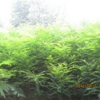 出售白蠟半成品、合歡小苗、國槐小苗