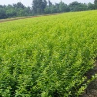 大量金葉女貞出售工程苗