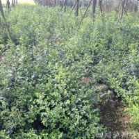 四川毛葉丁香，瀘州毛葉丁香，毛葉丁香價(jià)格