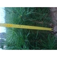 各種松科類帶營(yíng)養(yǎng)袋小苗