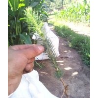 出售樟子松云杉黑松紅松