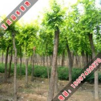 2013年綠化苗木價(jià)格表(河北王氏苗木)