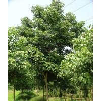 重陽木 重陽木價格 重陽木種植