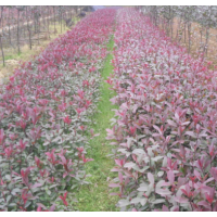大量優(yōu)價供應(yīng)喬灌木 色塊綠化小苗 杜鵑 紅花繼木 四季桂 香樟
