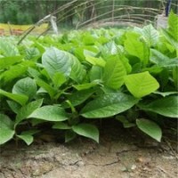 江蘇大量批發(fā)白玉蘭苗 玉蘭花苗 木蘭花苗樹苗等大量出售