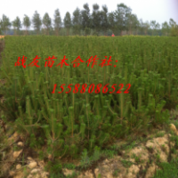 出售50-60-70-80-90公分油松小苗