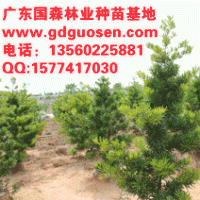 蘭嶼羅漢松—蘭嶼羅漢松價(jià)格