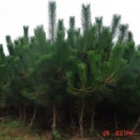 直銷黑松苗油松苗側(cè)柏營(yíng)養(yǎng)杯苗