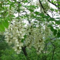 刺槐，洋槐，刺槐價(jià)格，刺槐圖片