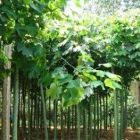 白蠟樹苗，白蠟價(jià)格，白蠟廠家