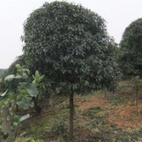 自產(chǎn)自銷,價格合理,大量供應竹柏苗芽苗，銀杏,紅楓芽苗