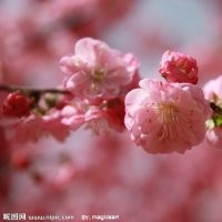 櫻花6公分、16公分 銀杏12公分、銀杏25公分架接、20公分、