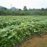 南寧央大供應(yīng)容器與裸根柚木苗