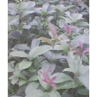 供應(yīng)八月桂、茶油等苗