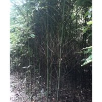 供地徑3公分的秋楓、香樟樹、羊蹄甲、本地木棉苗