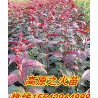 光輝海棠苗，北美海棠苗，紅肉海棠苗