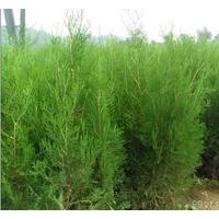 供應(yīng)莒南側(cè)柏苗