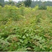 欒樹小苗，欒樹苗價格，欒樹苗