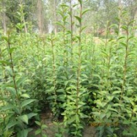 江蘇批發(fā)大葉女貞苗高桿女貞苗楨樹苗四季常青庭院綠化樹苗