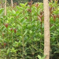 湖南桂花小苗最新桂花小苗價格首選