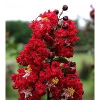 紅火箭紅花紫微苗—紅火球紅花紫微苗—紅葉紅花紫微苗