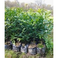 廣東竹柏苗，廣東竹柏苗價(jià)格，廣東竹柏樹苗，廣東精品竹柏苗