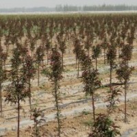 供應(yīng)北美海棠2年苗