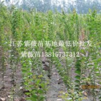 全國送貨上門紫薇樹苗批發(fā)紫薇苗最新價格