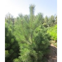 樟子松樹苗銷售