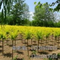 金葉榆保定海源專業(yè)供應(yīng)