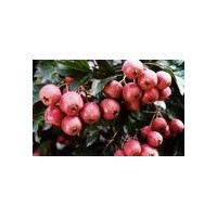 出售核桃苗.蘋果苗.山楂苗.側柏