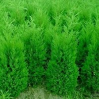 供白皮松，華山松，油松，國槐樹，石榴樹，楊樹，杜仲樹，梨樹