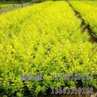 垂柳海源苗木專(zhuān)業(yè)供應(yīng)物美價(jià)廉