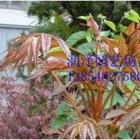 香椿種子，香椿芽苗采用香椿種子--潤澤園藝種子銷售部