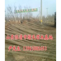 楊樹苗 107楊樹苗 107種條