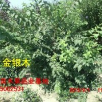 宏發(fā)苗木規(guī)格齊全