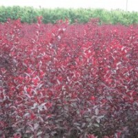 供應(yīng)西府海棠苗