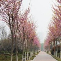 江蘇巨紫荊樹苗無可比擬的世界級(jí)速生觀花大喬木