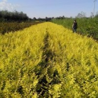 秋季出售地接金葉榆