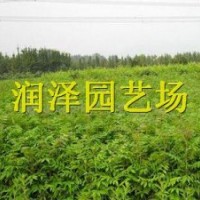 供應(yīng)香椿苗 香椿苗價(jià)格