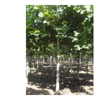 速生法桐供應(yīng)