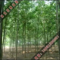 速生柳小苗怎么過冬