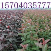 遼寧光輝海棠/吉林光輝海棠