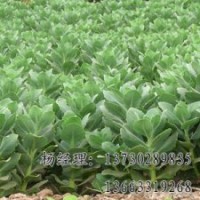 速生柳專業(yè)供應(yīng)海源物美價(jià)廉