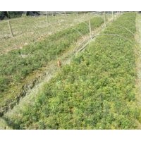 供應(yīng)紅豆杉、桂花、香樟、杜英等小苗