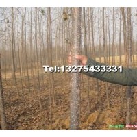 大量供應(yīng)：107速生楊