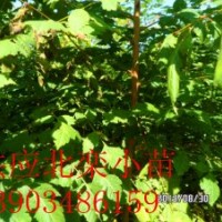 供應欒樹苗 北欒苗 北欒小苗價格