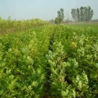 供應(yīng)白蠟、油松、白皮松